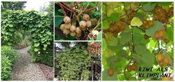 KIWI PLANTEN IN POT, ZELFBESTUIVEND = 7,5€/St (Veel oogst!) beschikbaar voor biedingen