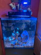 Red sea nano 75L met volledige zwarte rode zeekast, Dieren en Toebehoren, Ophalen, Gebruikt, Overige typen