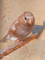 Goudvinken  bruinpastel split geel