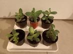 Crassula ovata, jadeplant, geldboom, geluksplant,, Enlèvement