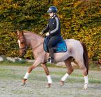 Unieke, super leuke en brave eyecatcher D pony !, Merrie, B, Dressuurpony, 3 tot 6 jaar