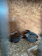 Chinese Dwergkwartels, Plusieurs animaux