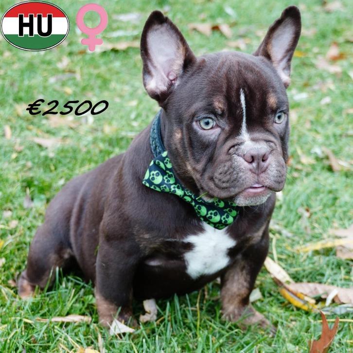 Exotic Bully (teefjes) pups met power - te koop, Dieren en Toebehoren, Honden | Chihuahua's en Gezelschapshonden, Teef, Overige rassen