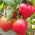 Couer de boeuf tomatenplanten (BİO), Tuin en Terras, Planten | Tuinplanten, Ophalen