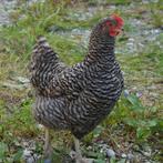 Amrock kippen jonge hennen beschikbaar, Dieren en Toebehoren, Pluimvee, Vrouwelijk, Kip