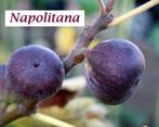 Mooie VIJGENPLANTEN "NAPOLITANA", +/-80/+ CM = 15€/Stuk, Tuin en Terras, Planten | Tuinplanten, Volle zon, Vaste plant, Ophalen of Verzenden