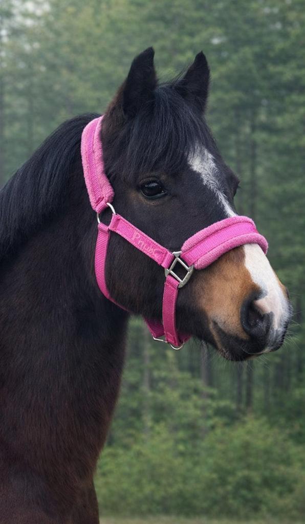 Onwijs knappe welsh merrie, Dieren en Toebehoren, Pony's, Merrie