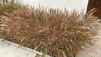 Siergras roodpluimig riet, Ophalen, Zo goed als nieuw