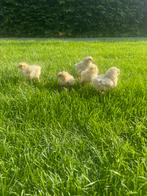 Jonge leghorn Isabelle patrijs, Dieren en Toebehoren, Pluimvee, Kip