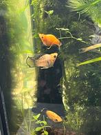 5 mollyvissen te koop, Vis, Zoetwatervis, Schoolvis