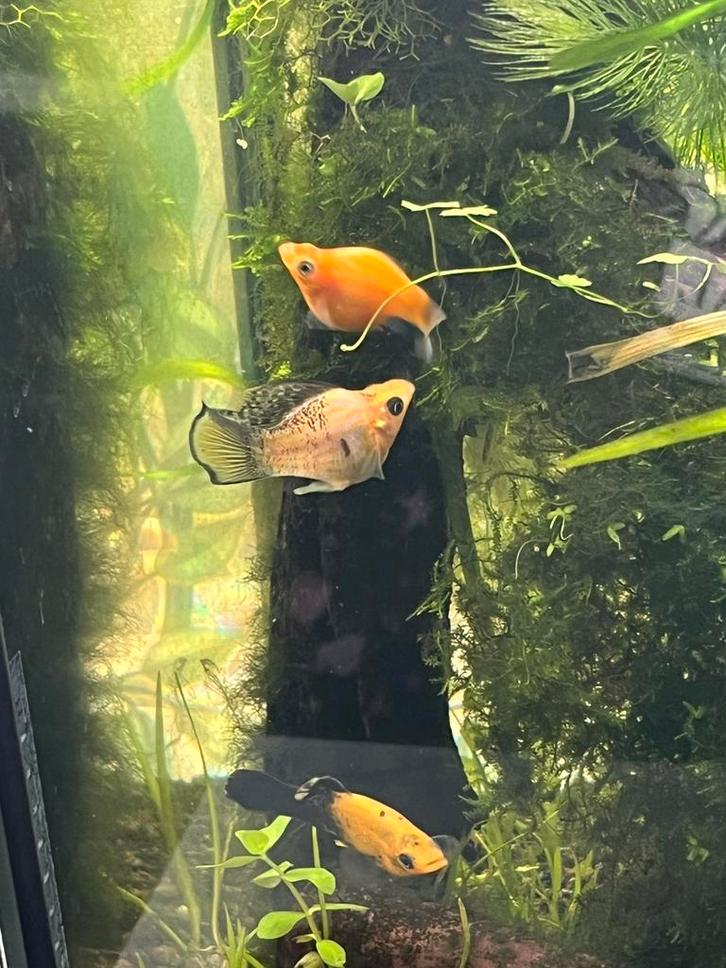 5 mollyvissen te koop, Dieren en Toebehoren, Vissen | Aquariumvissen, Zoetwatervis, Vis, Schoolvis