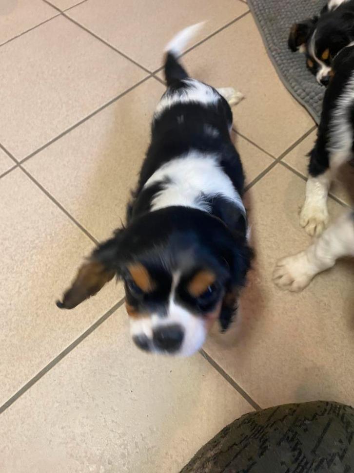 Cavalier King Charles Spaniel pup, Dieren en Toebehoren, Honden | Chihuahua's en Gezelschapshonden, Meerdere dieren, Overige rassen