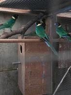 Portlinkon koppel en 3 jonge, Dieren en Toebehoren