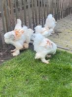 Mooie groep jonge brahma’s, Poule ou poulet, Sexe inconnu