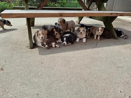 Raszuiver Australische herder pups, ouders getest, Dieren en Toebehoren, Honden | Herdershonden en Veedrijvers, Meerdere dieren