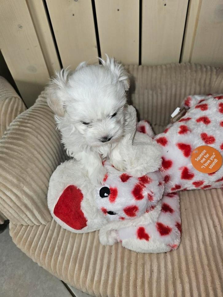 Maltezer kruising-==Maltipom nog 1 teefje beschikbaar., Dieren en Toebehoren, Honden | Chihuahua's en Gezelschapshonden, Teef