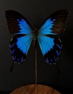 Rare Papillon Exotique Ulysses Telegonus d'Indonésie Globe, Collections, Collections Animaux, Insecte, Animal empaillé, Enlèvement ou Envoi