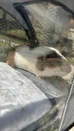Gratis cavia beer, Dieren en Toebehoren, Knaagdieren, Cavia