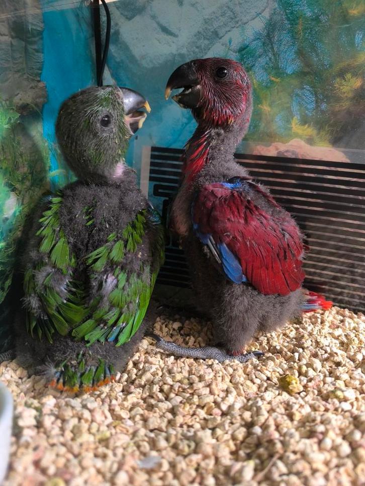 Edelpapegaai pop van 30/9/2025, Dieren en Toebehoren, Vogels | Parkieten en Papegaaien, Tam