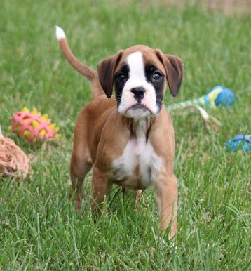 Chiots Boxer, Autres races, Plusieurs, Parvovirose, Belgique