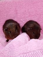 Cavia beertjes, Dieren en Toebehoren, Cavia, Mannelijk, November, Tam