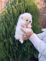 Mini Poméranien, Chienne, Belgique, 8 à 15 semaines, Éleveur | Loisir
