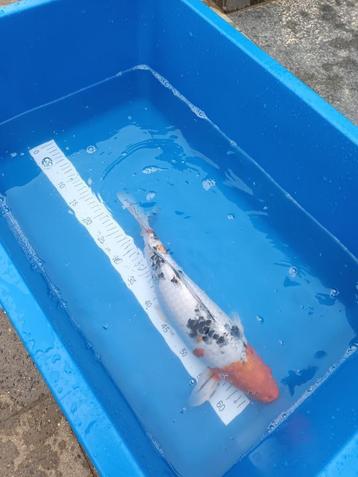 Japanse sanke koi 43 cm    beschikbaar voor biedingen