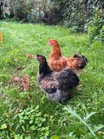 Cochin groothoender, Dieren en Toebehoren, Pluimvee