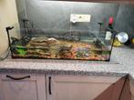 4 waterschildpadden + aquaterrarium + toebehoren, Ophalen
