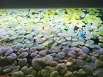 Drijfplanten aquarium 3 soorten