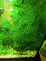 Mosplant ongeveer 40 gram voor 3,5 euro

Ideaal voor