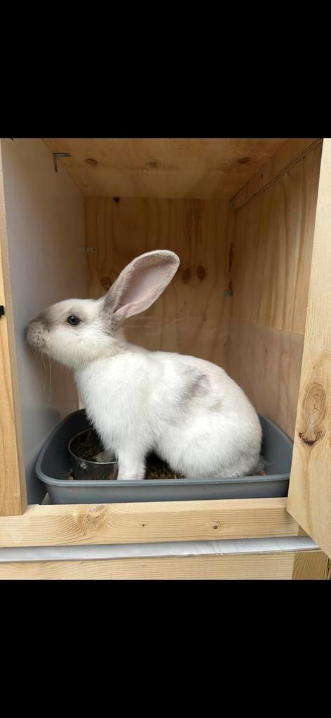 Duitse reus, Dieren en Toebehoren, Konijnen