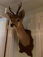 Opgezette reebok, Verzamelen, Dierenverzamelingen, Ophalen of Verzenden, Zo goed als nieuw, Wild dier, Gewei of Kop