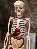 Squelette squelettique, didactique, Divers, Fournitures scolaires, Enlèvement, Comme neuf