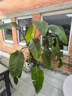 Strelitzia nicolai, Tuin en Terras, Ophalen
