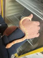 Haakneus, Dieren en Toebehoren, Reptielen en Amfibieën