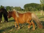 Merries te koop, Dieren en Toebehoren, Pony's, Merrie, Niet van toepassing, A pony (tot 1.17m), Gechipt