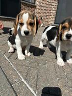 Lieve beagle pups, België, Beagle, 8 tot 15 weken, Meerdere