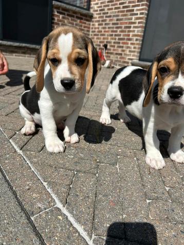 Lieve beagle pups beschikbaar voor biedingen