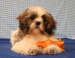 Supermooie Shih-tzu pups!, CDV (hondenziekte), Meerdere, Meerdere dieren, Buitenland