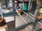 Jonge kanarie’s, Dieren en Toebehoren