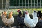 GEZOCHT chabo hennetjes, Dieren en Toebehoren, Pluimvee