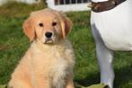 Golden retriever pups, Dieren en Toebehoren, Golden retriever, België, 15 weken tot 1 jaar, Parvo