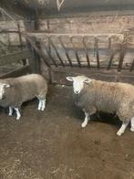 2 Texel rammen, Mannelijk, Schaap, 0 tot 2 jaar