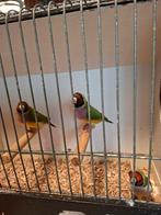 Poppen gouldamadine, Dieren en Toebehoren, Vogels | Overige Vogels