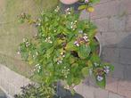 Hortensia met pot, Tuin en Terras, Planten | Struiken en Hagen, Ophalen of Verzenden, Hortensia