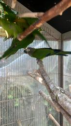 AUSTRALISCHE PARKIETEN NU 100 EURO/VOGEL, Dieren en Toebehoren, Vogels | Parkieten en Papegaaien, Meerdere dieren, Papegaai