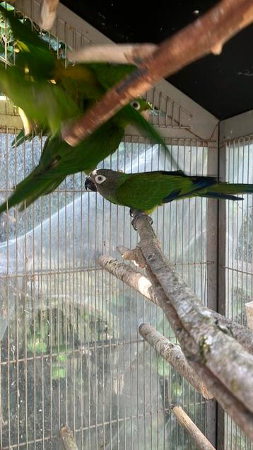 AUSTRALISCHE PARKIETEN NU 100 EURO/VOGEL beschikbaar voor biedingen