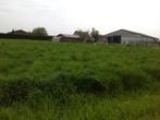 Ardooie, Te Huur: Weide van 2000 m² en/of 3500 m² of tot 2ha, Pâturage, 4 chevaux ou poneys ou plus