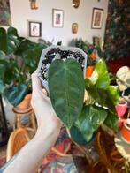 Anthurium Queremalense, Huis en Inrichting, Kamerplanten, Ophalen